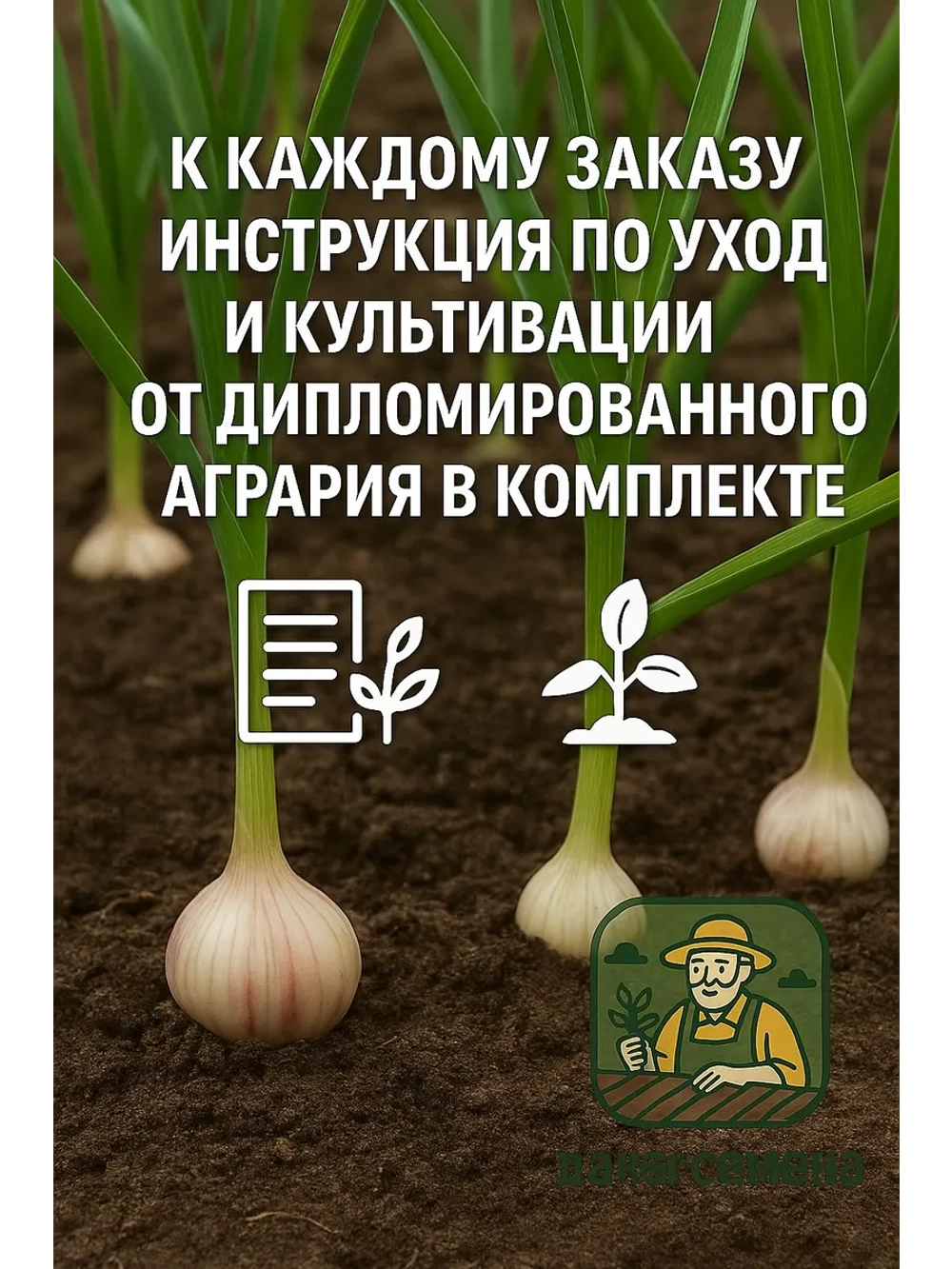 Чеснок посадочный озимый Комсомолец