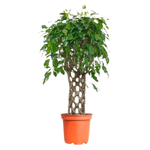 Фикус Амстел Кинг Решетка