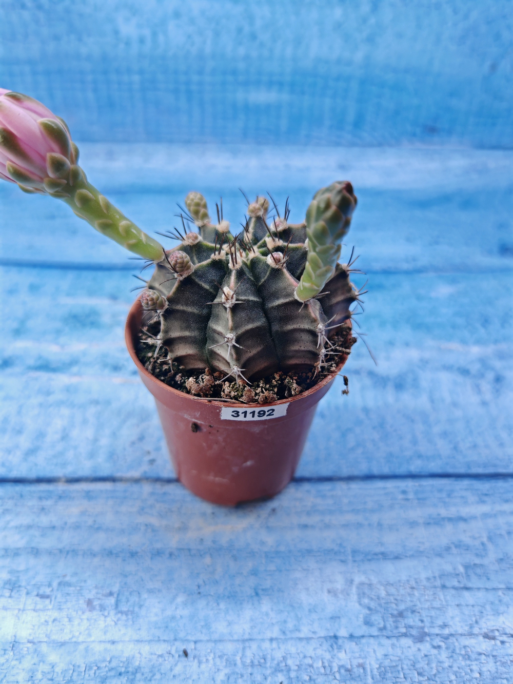 Gymnocalycium Friedrichii (Гимнокалициум)