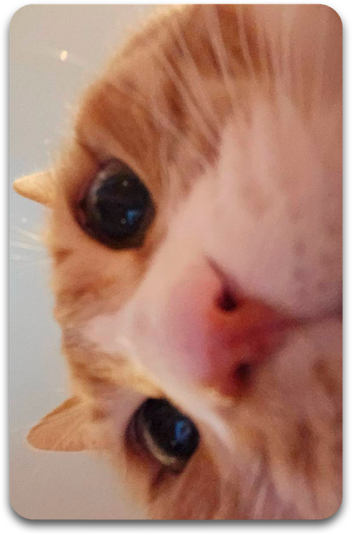 Карта / STRAY KIDS #3388