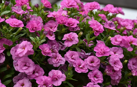 ЕВРО Калибрахоа Mini Famous neo double pink укорененный черенок ОКС