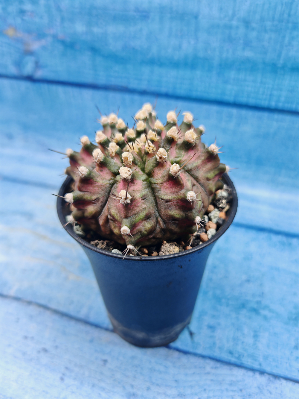 Gymnocalycium T-Rex Pink hybrid (Гимнокалициум)