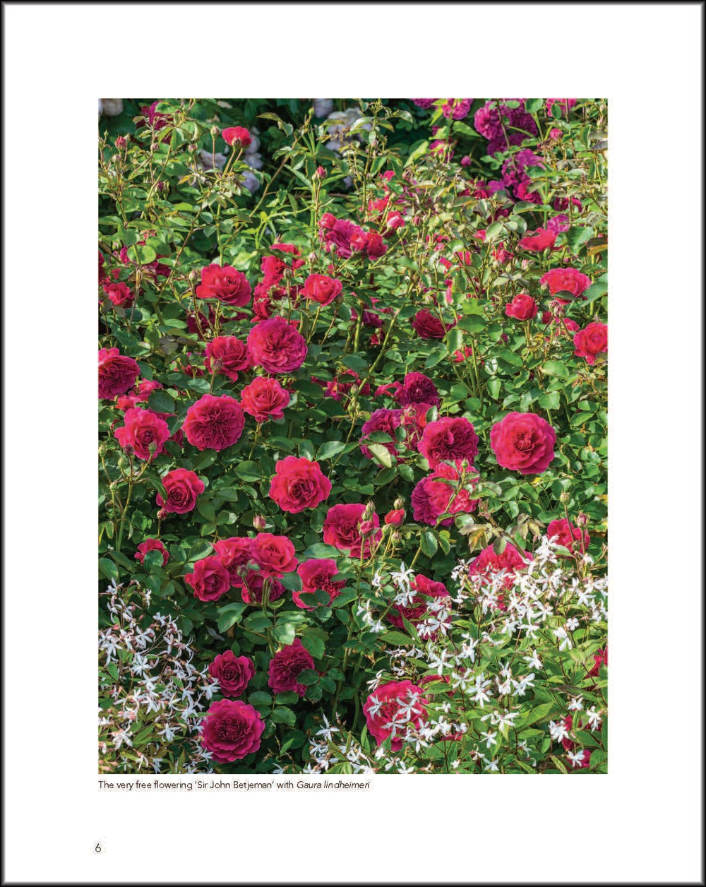 David Austin's English Roses