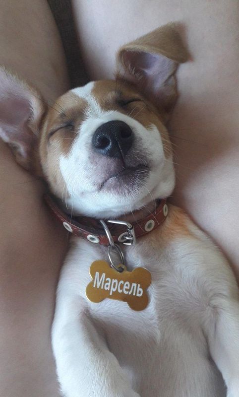 Адресник для домашних животных, с гравировкой, большая сиреневая "Косточка" 38*25мм (металл)