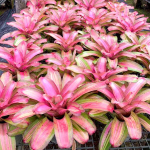 Неорегелия WILD BLUE YONDER