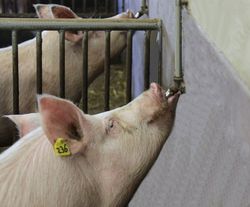 Кнопочная поилка для свиней и хряков