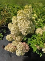 Гортензия метельчатая Геркулес