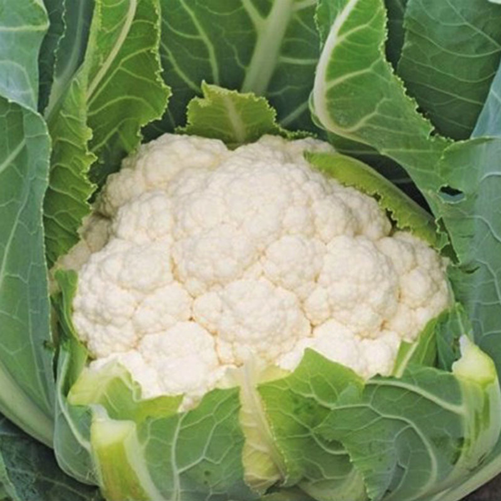 Алмагро F1 семена капусты цветной (Syngenta / Сингента)