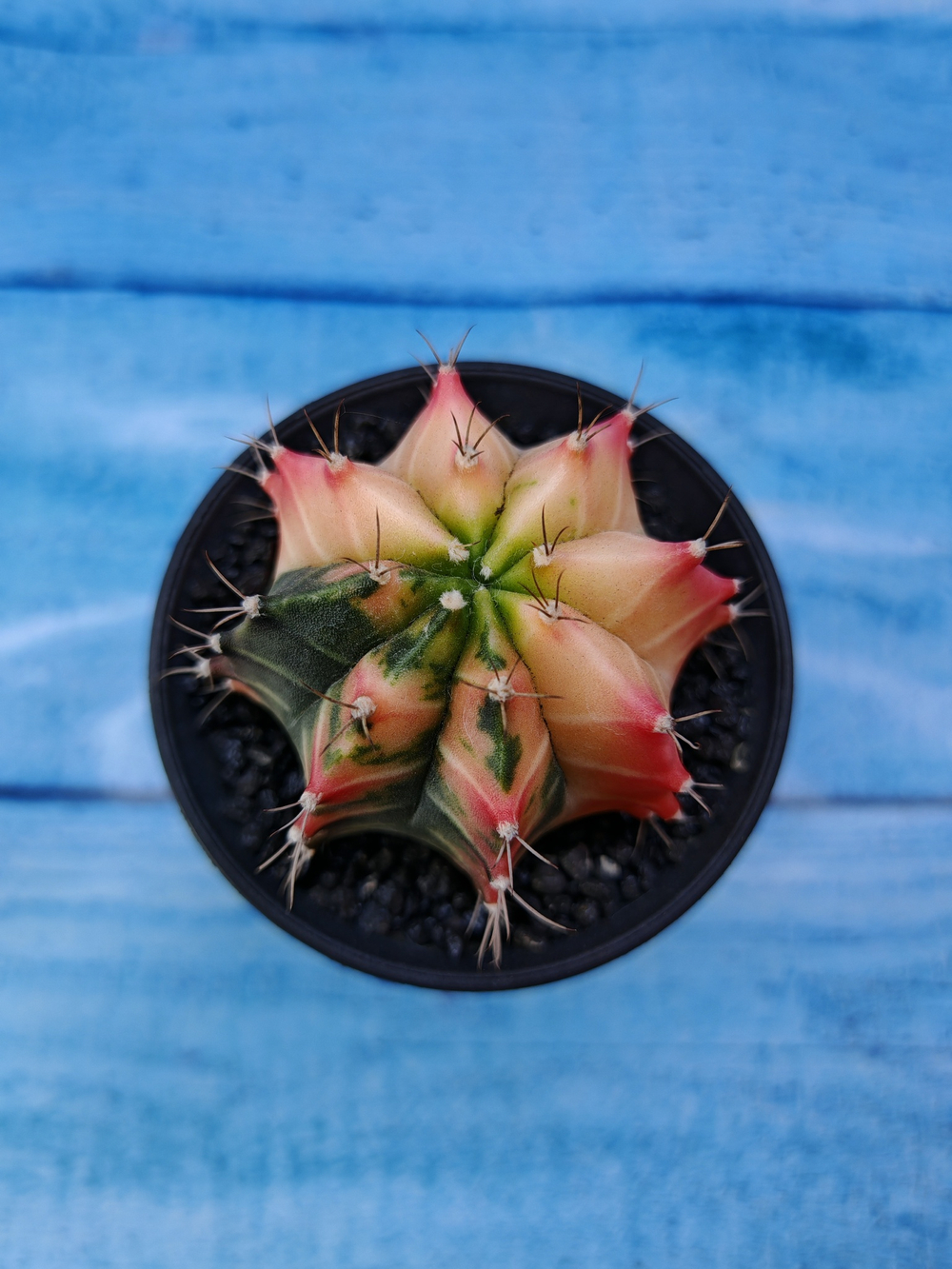 Gymnocalycium Variegata (Гимнокалициум Вариегатный)
