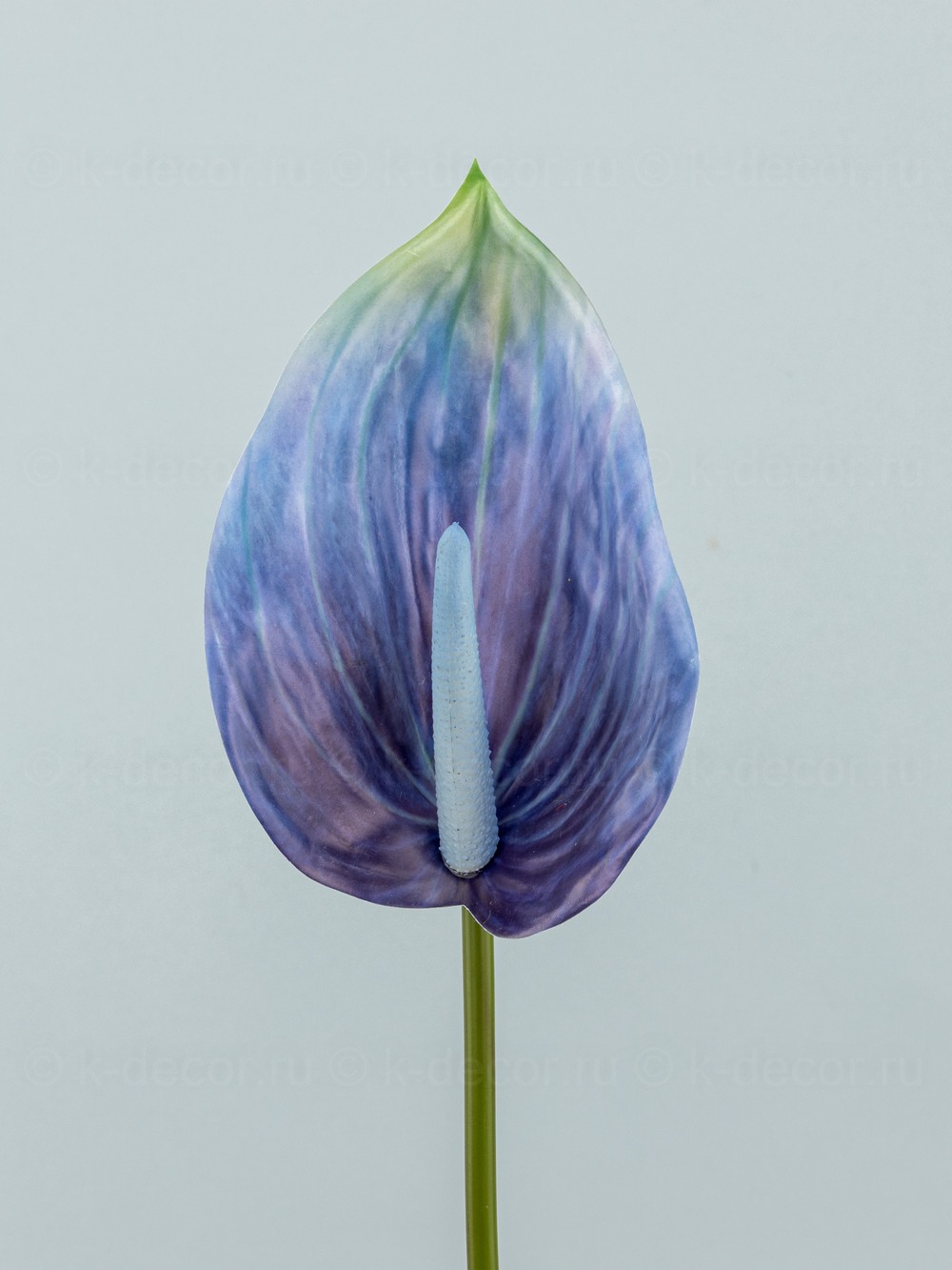 Антуриум Биг