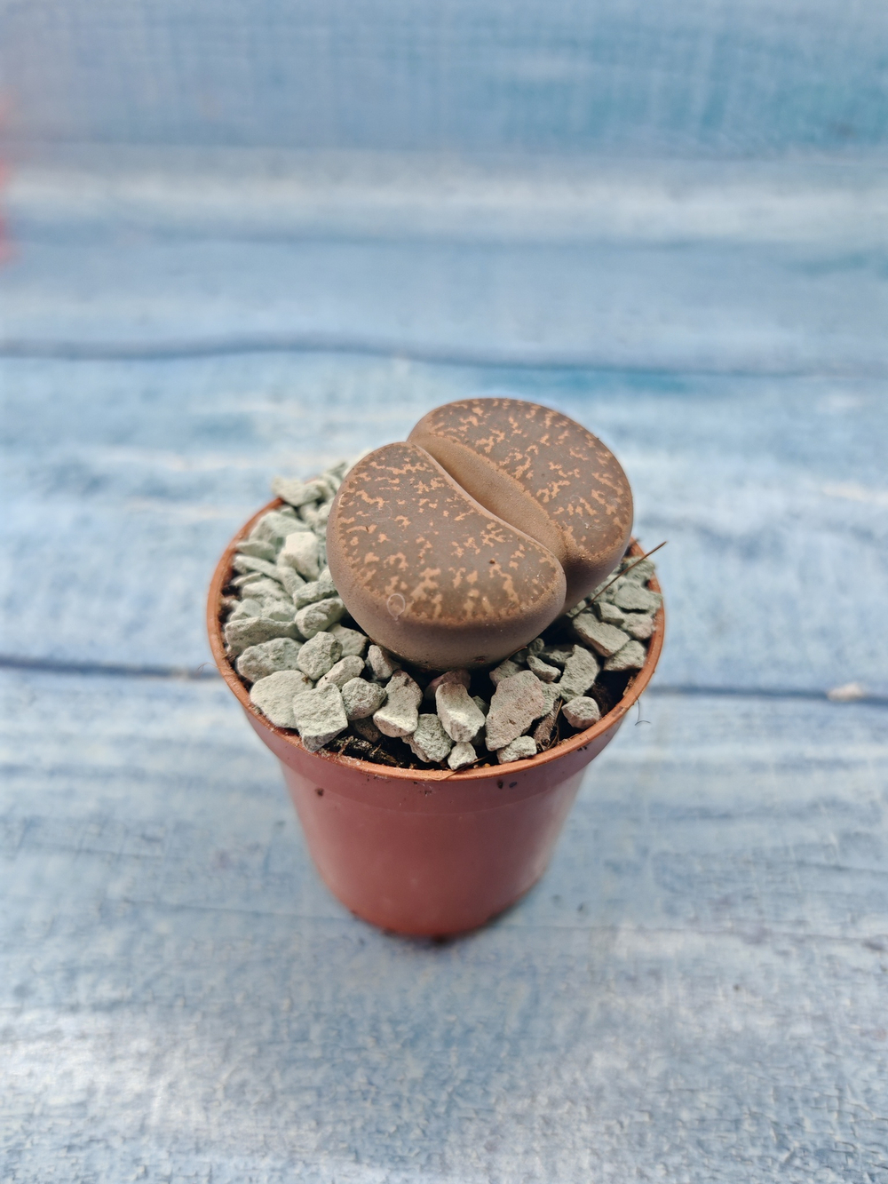 Lithops sp. (Литопсы)