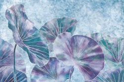 Коллекция Grafika Natura