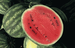 Соренто F1 семена арбуза (Syngenta / Сингента)