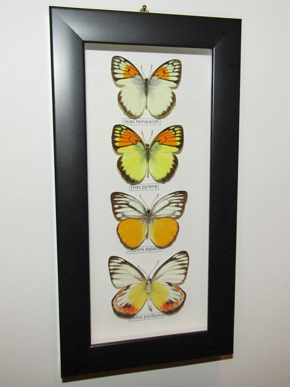 Бабочки Белянки в рамке