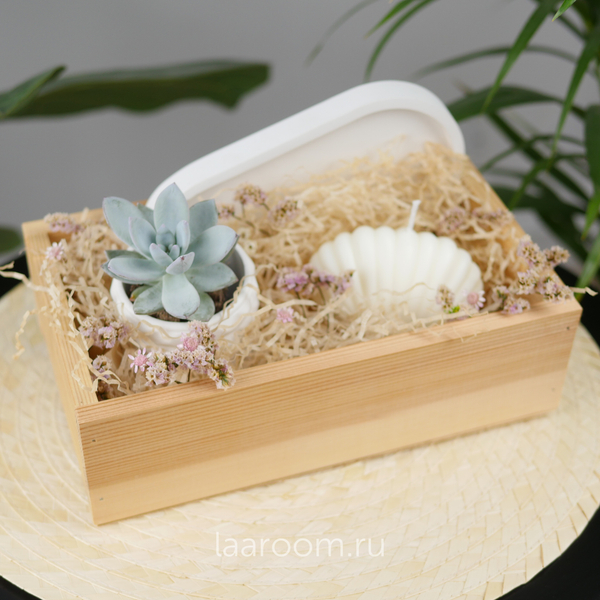 Подарочный бокс суккулент + свеча №1