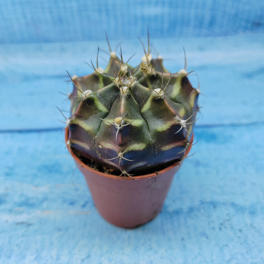 Gymnocalycium Friedrichii (Гимнокалициум)