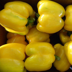 Сан Сиро F1 семена перца сладкого (De Ruiter Seeds / Де Ройтер Сидс)