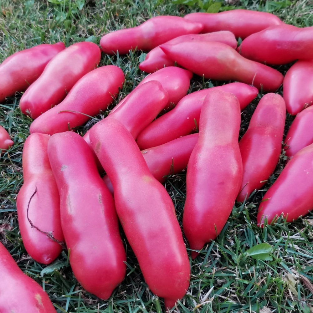 Помидоры Баба Яга - Baba Yaga Tomato