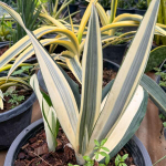 Сансевиерия BEAUTY QUEEN