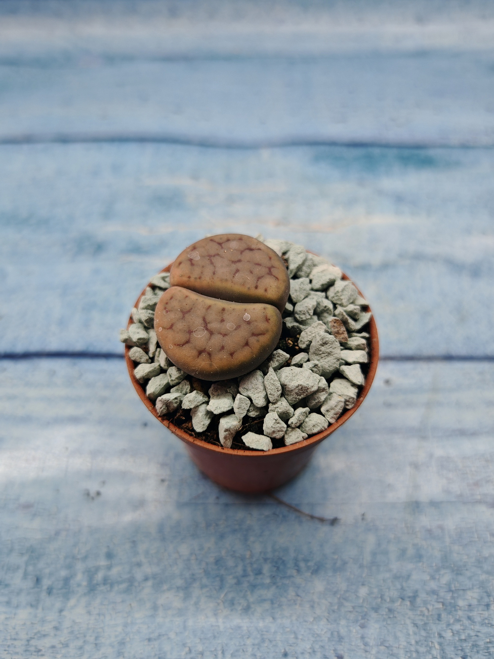 Lithops sp. (Литопсы)