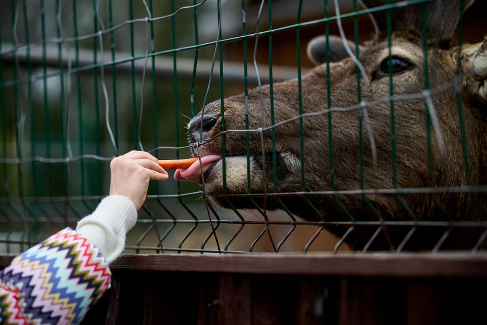 Праздник в стиле Гжель