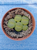 Lithops sp. (Литопсы)