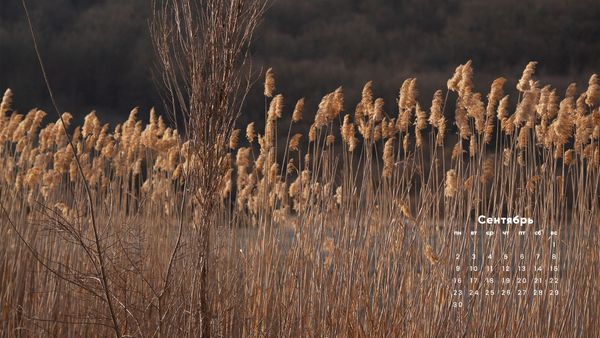 Обои на осень