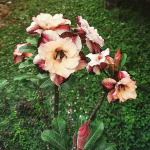 Адениум GOLDEN LAND