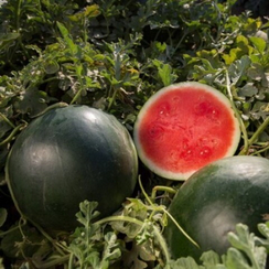 ТИТАНИЯ F1 семена арбуза (Rijk Zwaan / ALEXAGRO)