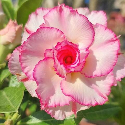 Адениум обесум 360 Sỹ Thư