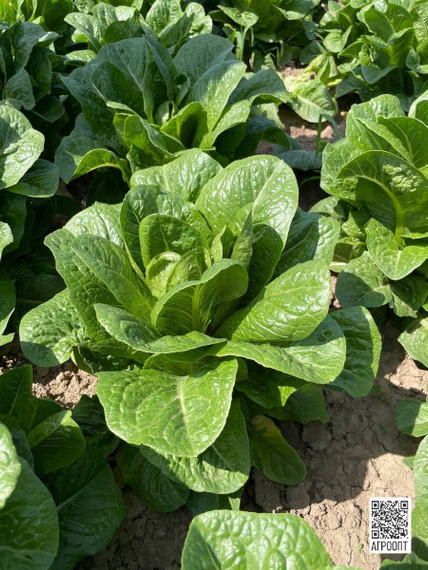 Аувона семена салата ромэн (Rijk Zwaan / Райк Цваан) в поле – фото 10