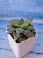 Haworthia Retusa Geraldii (Хавортия)
