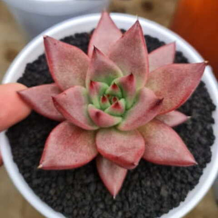 Эхеверия ROMEO