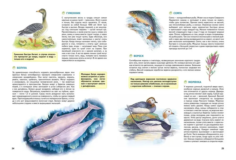 Природа России. Иллюстрированная энциклопедия