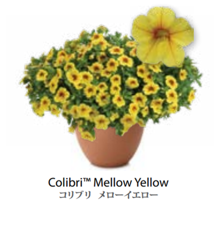 ЕВРО Calibrachoa Colibri Mellow Yellow укорененный черенок февраль 26 DAN