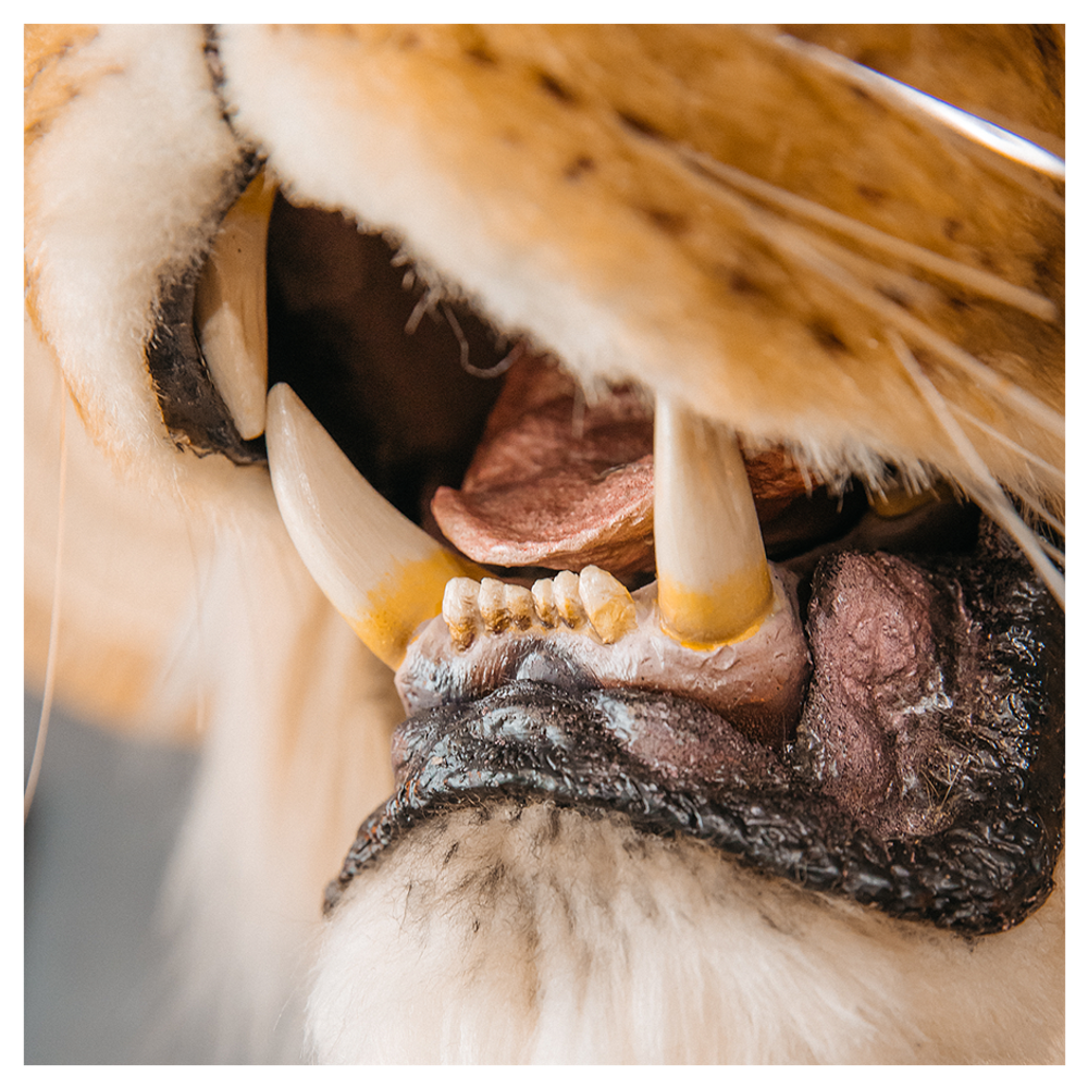 Реплика головы «Африканский лев»