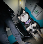 Ошейник Шёпот Панелек