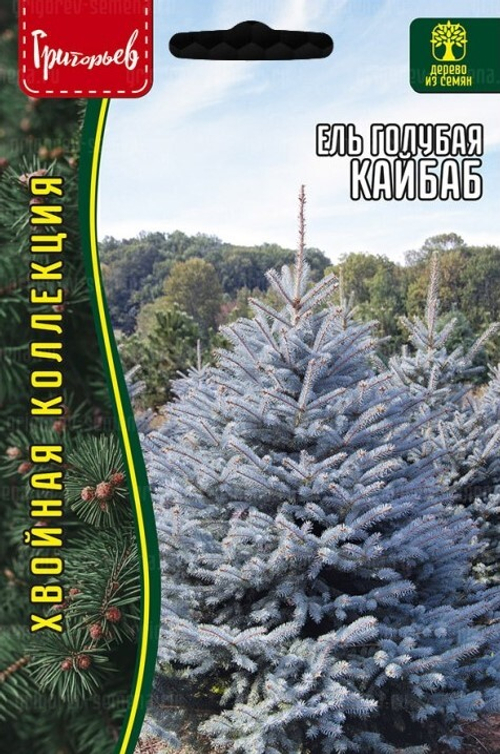 Ель голубая Кайбаб
