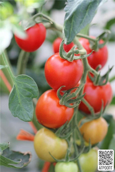 Маунтин Мейджик F1 семена томата индетерминантного (Bejo / Бейо) продукт – фото 3