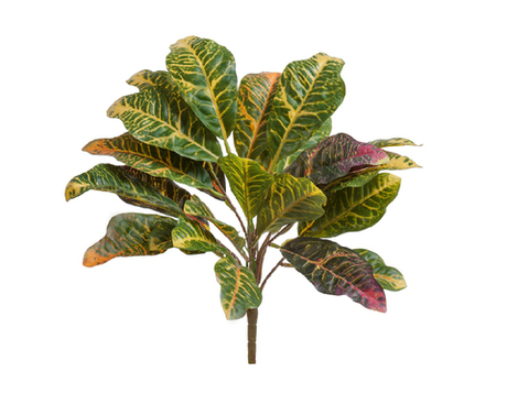 Кротон куст зелёно-жёлто-розовый