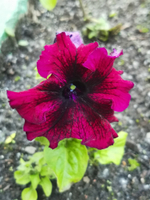 Товар из приложения с картинками модификаций