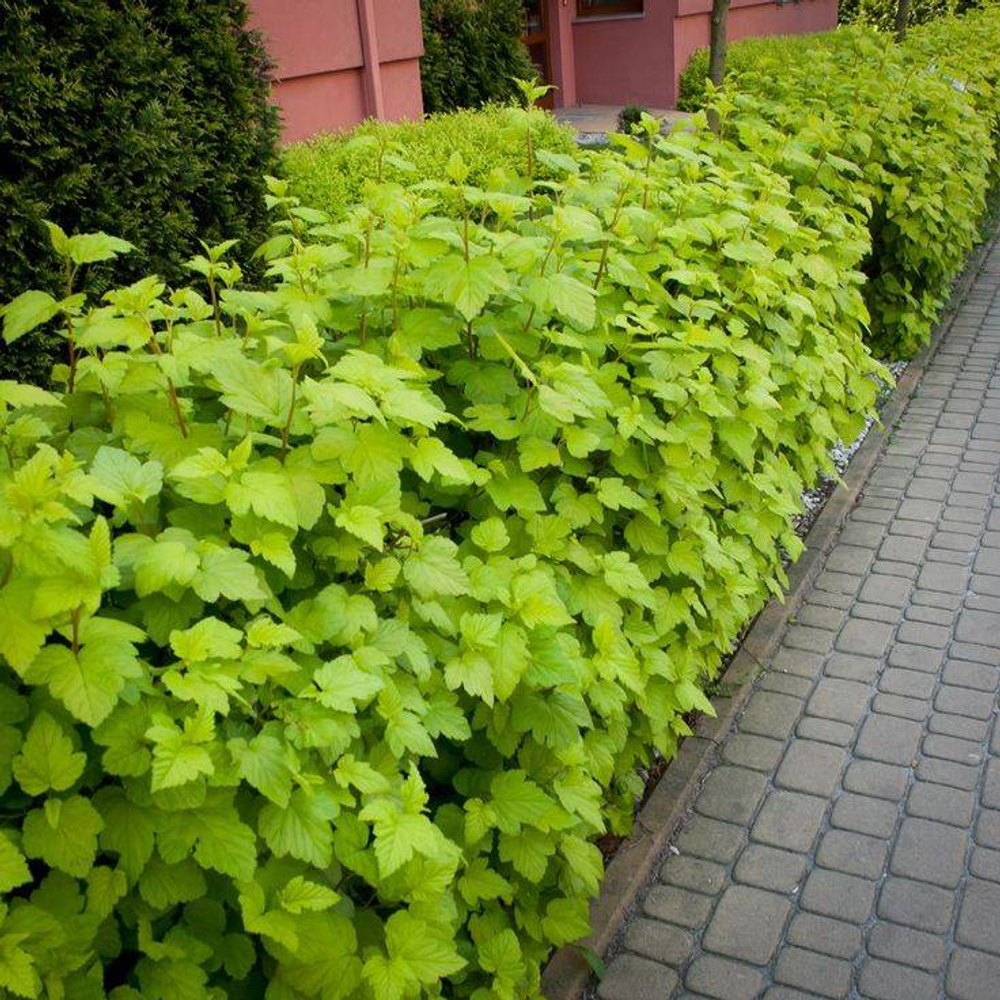 Пузыреплодник opulifolius Luteus