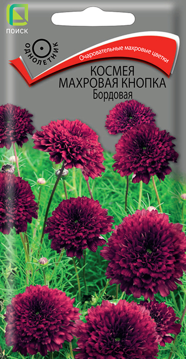 Космея Махровая кнопка Бордовая
