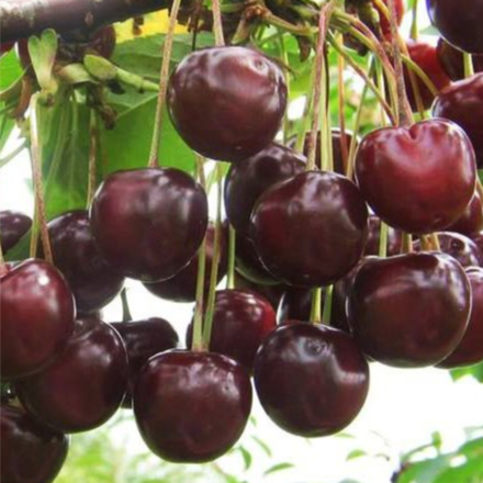 Черешня Ипуть (2-летняя) ОКС