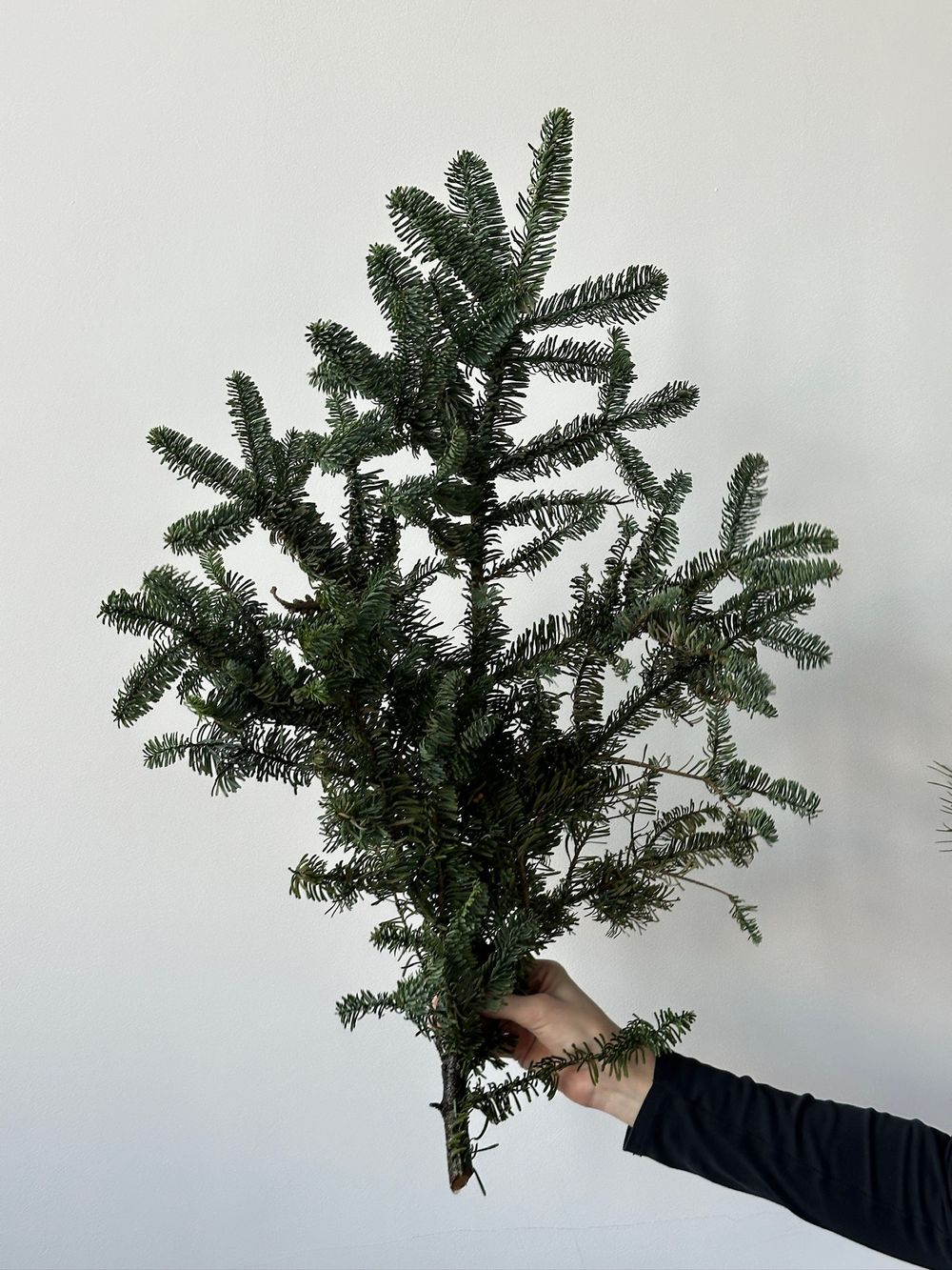 Ветка хвои - НОБИЛИС от 1 шт