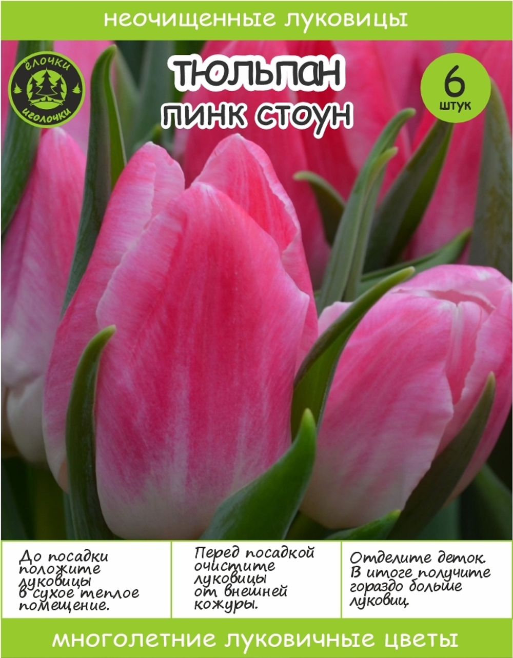 Тюльпан Луковица, Пинк Стоун, 6+шт