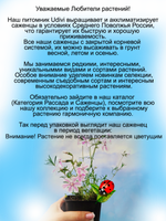 Флокс шиловидный Канди Страйп многолетний