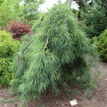 Сосна густоцветковая Пендула