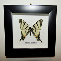 Бабочки России