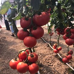 АТТИЯ F1 семена томата (Rijk Zwaan | Alexagro)